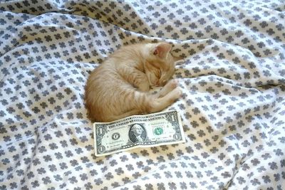 rescued ginger kitten size of dollar bill