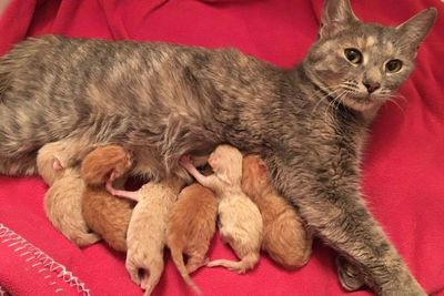 stray cat mama 6 ginger kittens given second chance