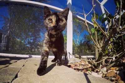 tortie stray cat rescued by vet after car accident