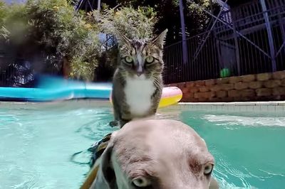 didga cat enjoys pool with dog