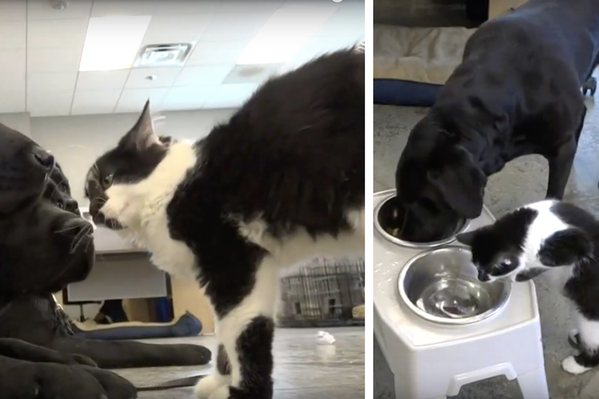 Stray Kitten Turns Office Cat, Now Trains Service Dogs Like a Pro!