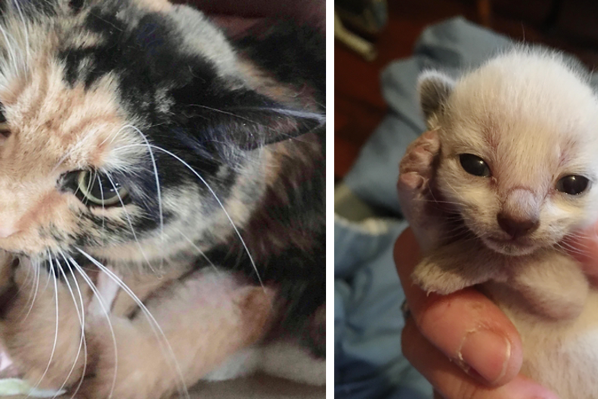 Woman Heard Meowing and Found Cat Mom Keeping Her Kittens Safe From Pouring Rain