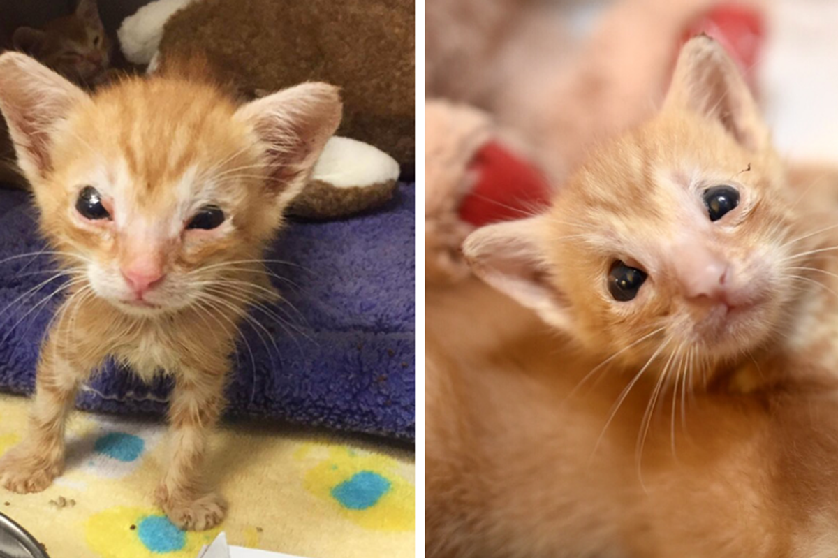 Kitten Who was Born without Eyelids and Couldn't Grow, Never Gives Up