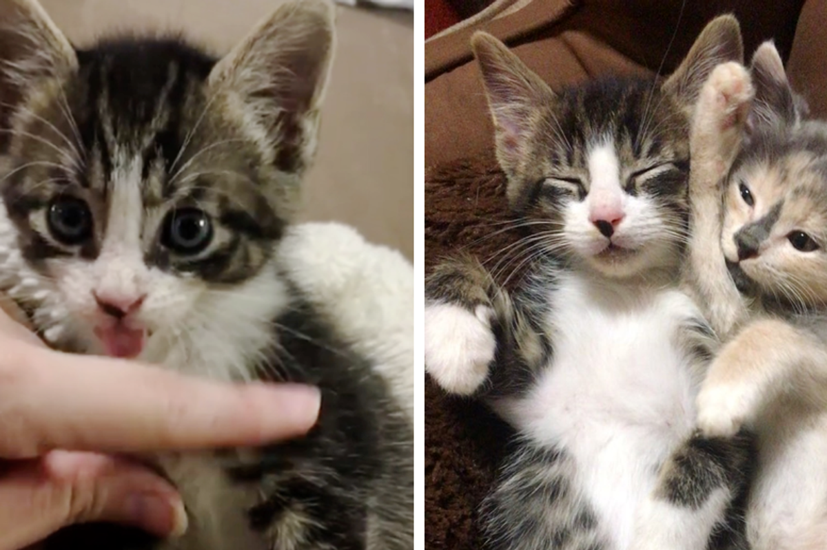Kitten With Tremors Finds Cuddly Friends (Kitten and Dog) Who Help Him Heal