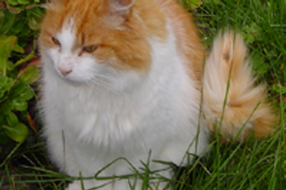 What's Happening if Your Cat is Eating Litter?