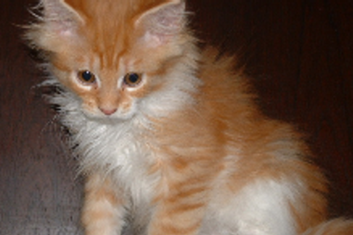 Cat Constipation! What Should I Do?