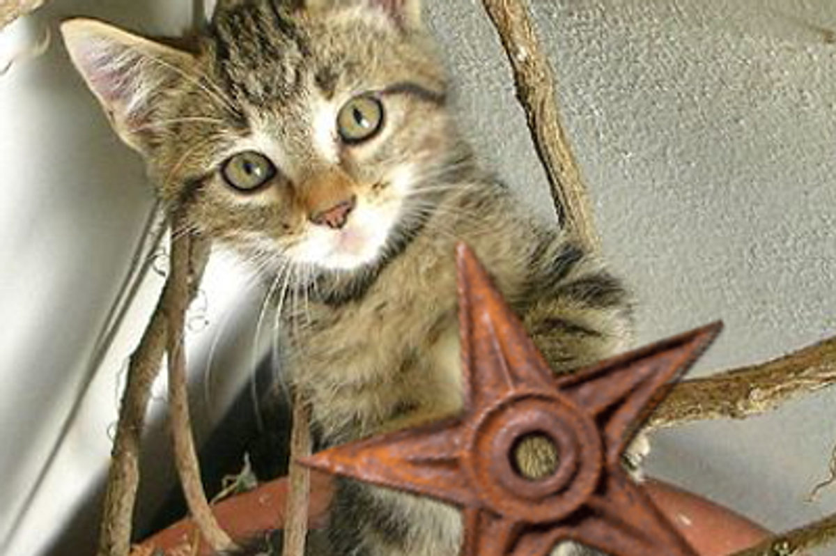 What to Expect from Your Kitten's First Vet Visit