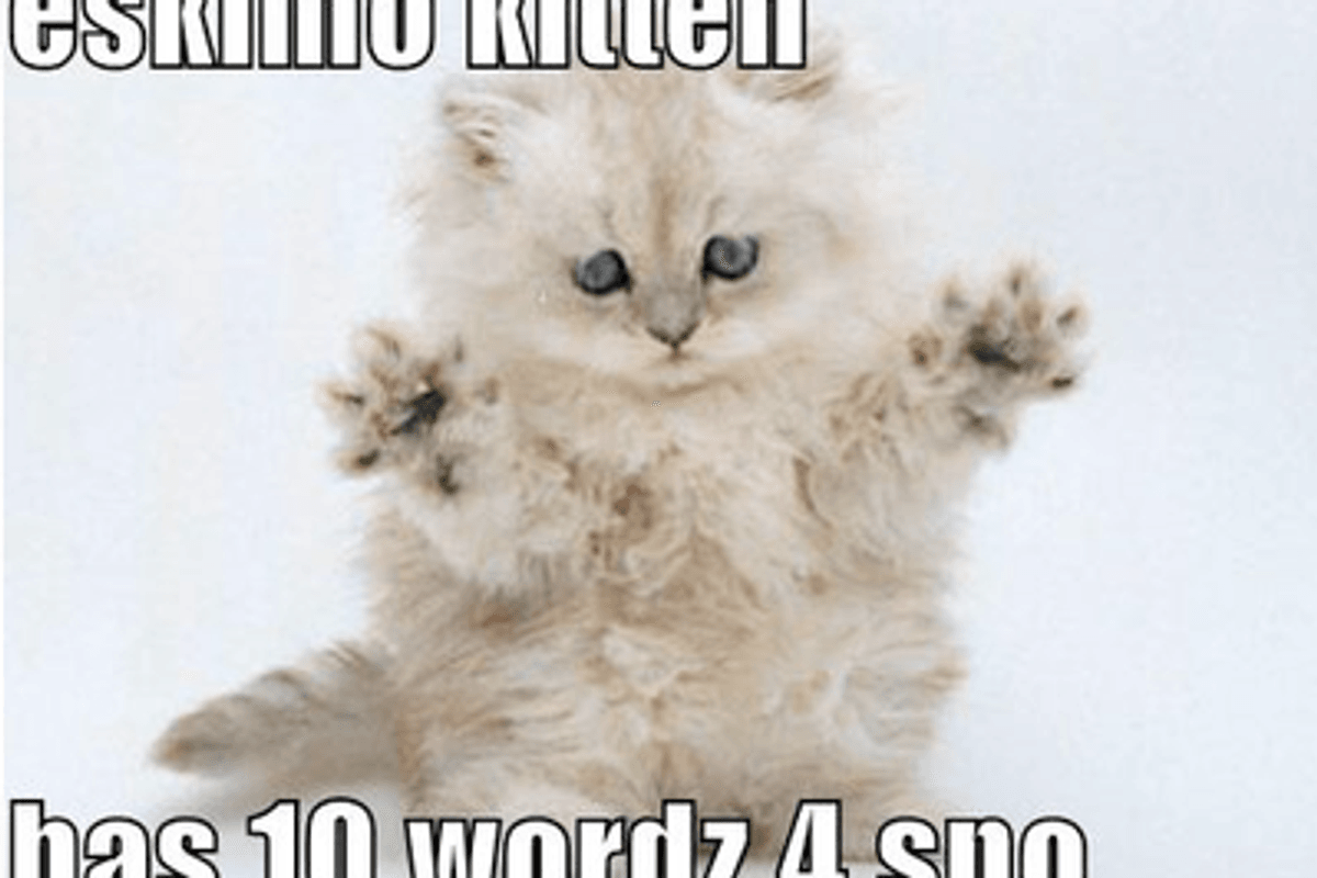 Winter Lolcat Kittens