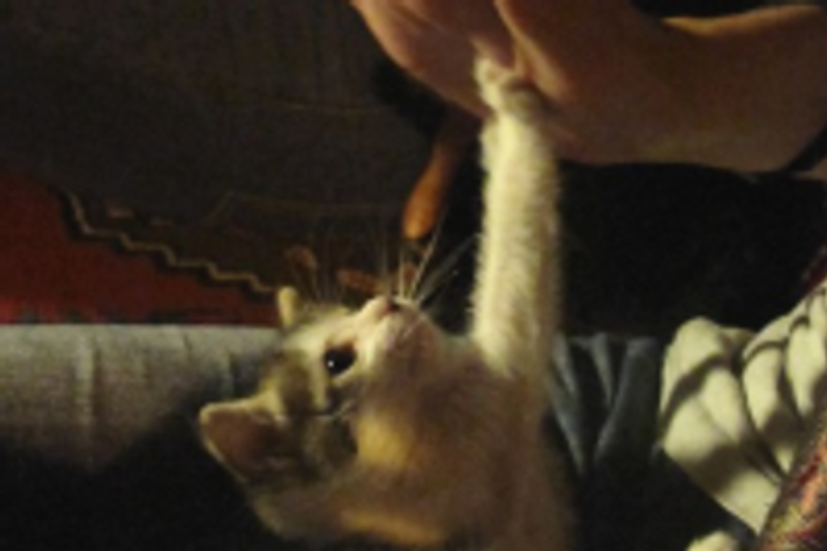 My Tiny Paw Reaching for Yours