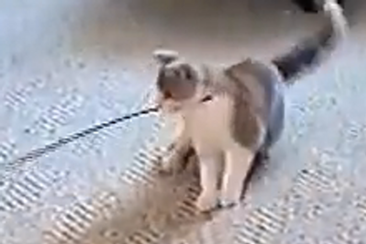 Rhythmic Gymnastics Cat