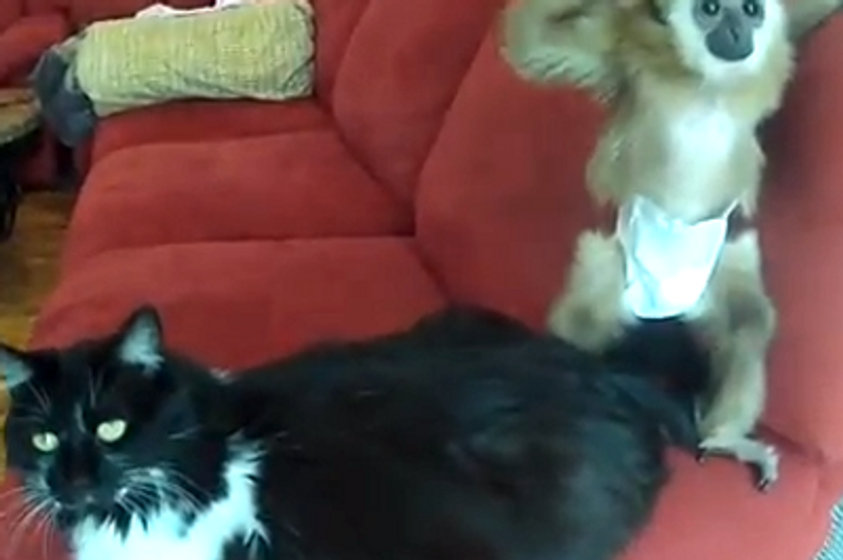 Rescue Stray Cat Befriends White-Handed Gibbon Ape