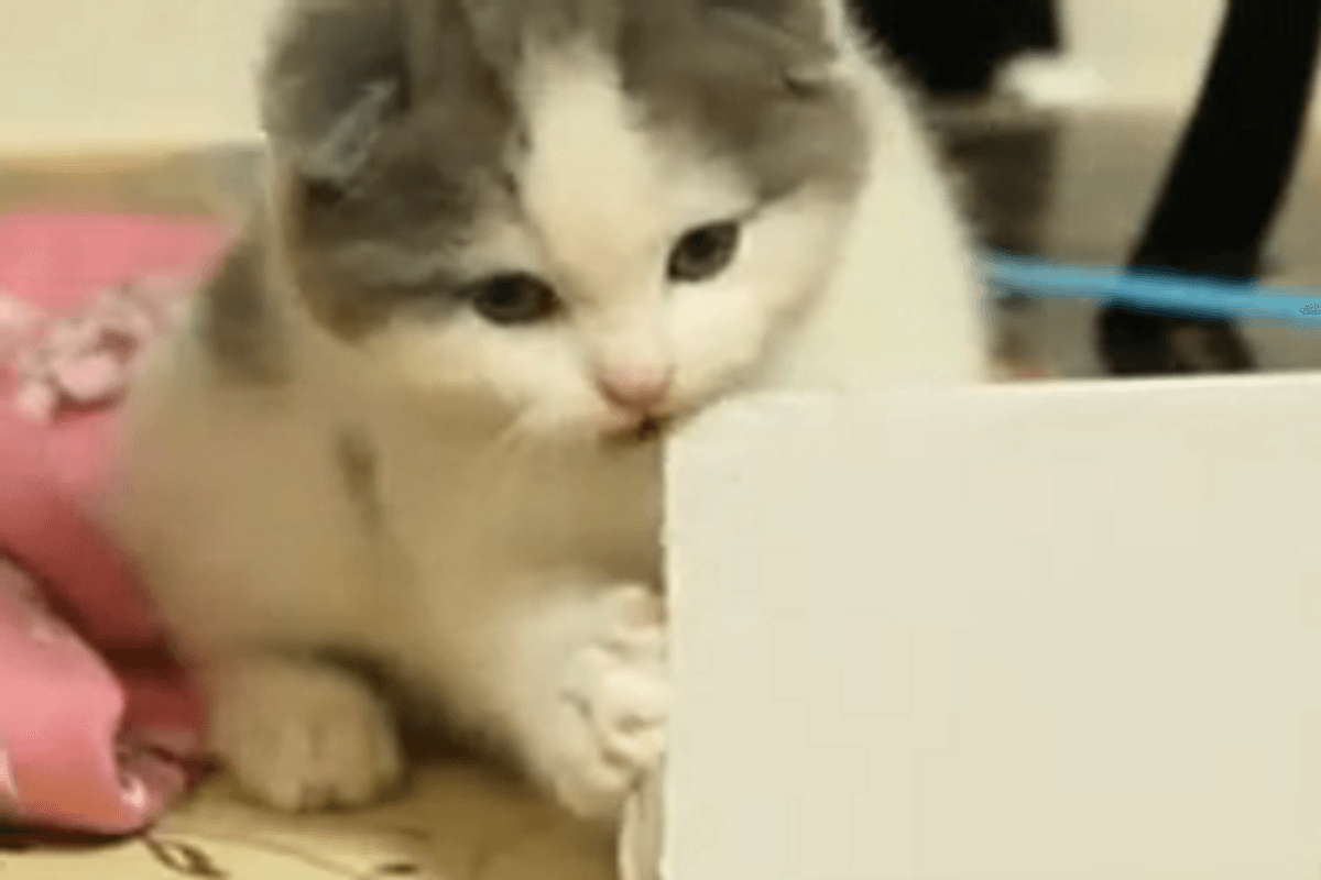 Cute Scottish Fold Kitten Nibbles a Box