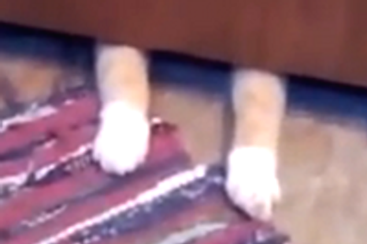 Kitty Really Likes Rugs