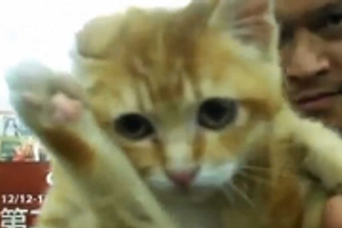 Help Adopt with Magic