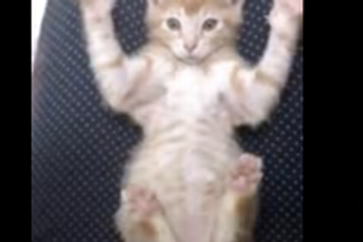 Ginger Kitty is Surprised!