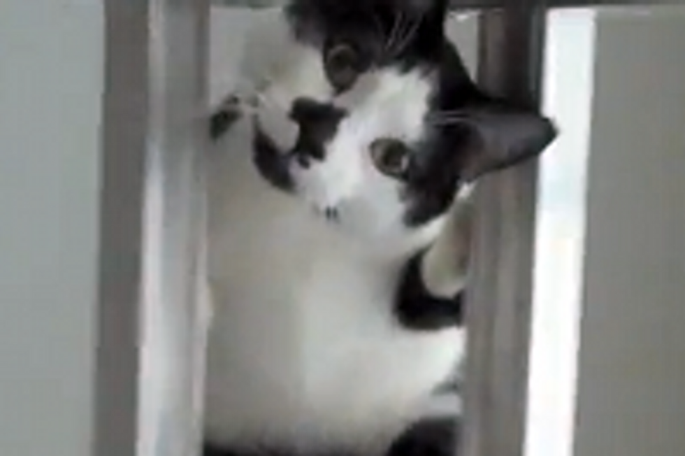 Kodi the Cat Climbs The Ladder