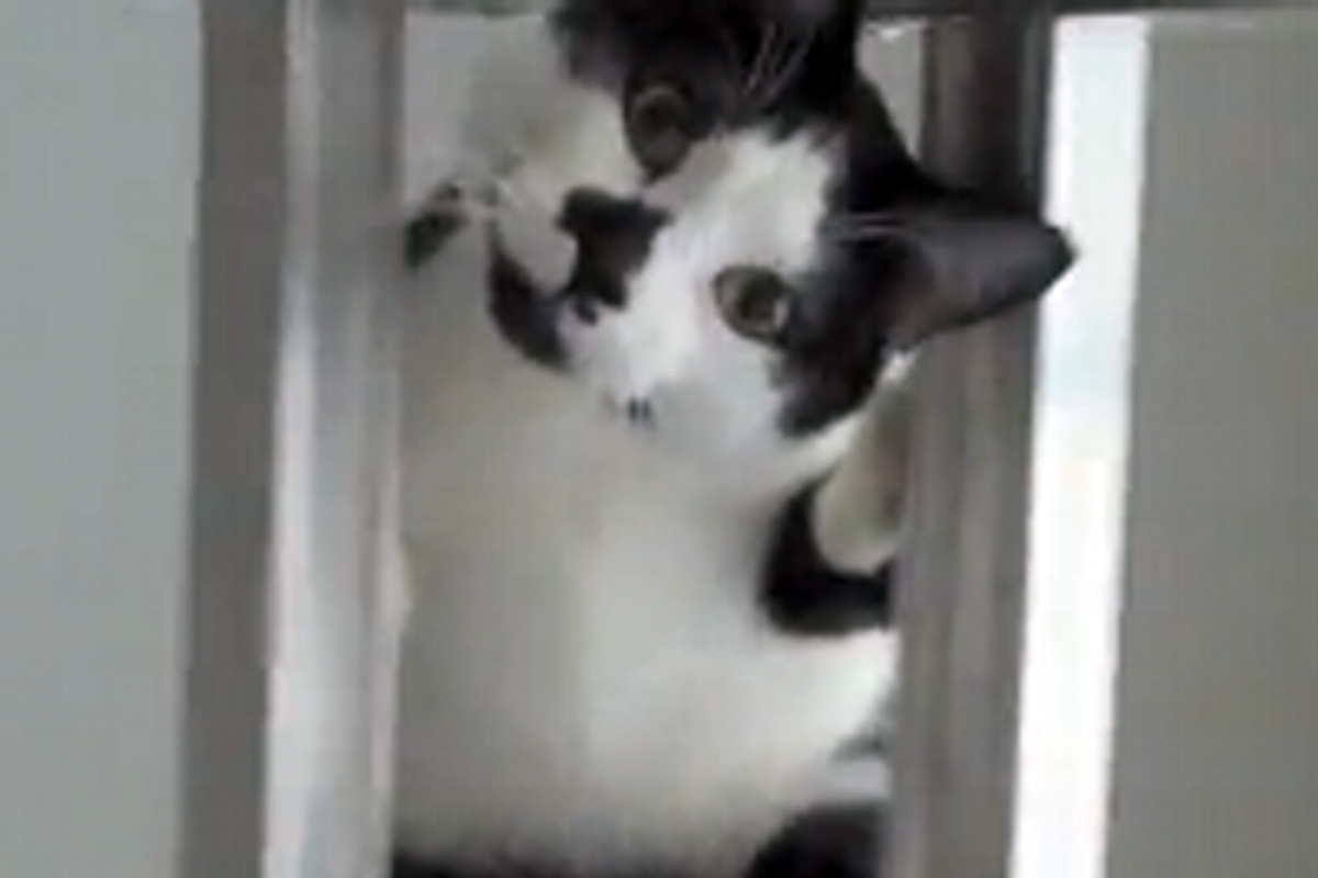 Kodi the Cat Climbs The Ladder