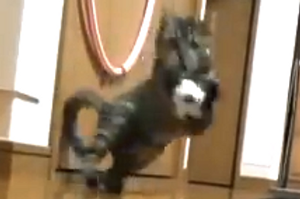 Goalkeeper Cat