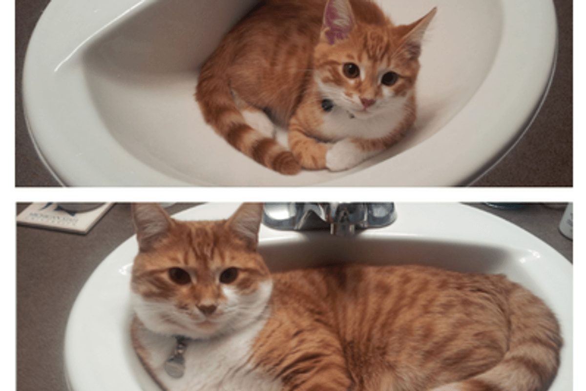 Sink Kitty, Then and Now