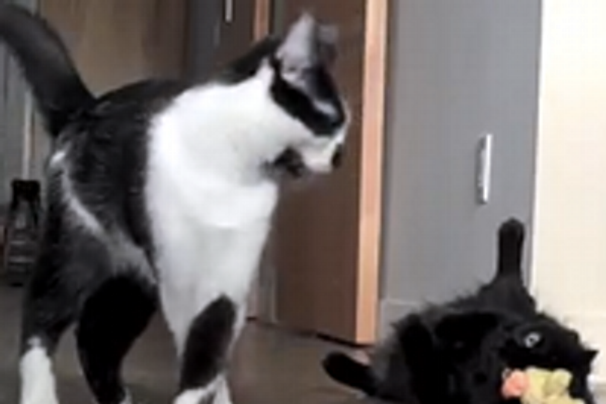 Shorty The Cat And The Easter Chick