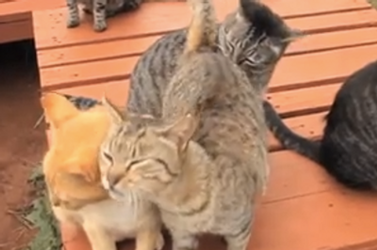 Happy Kitties at Cat Sanctuary in Hawaii