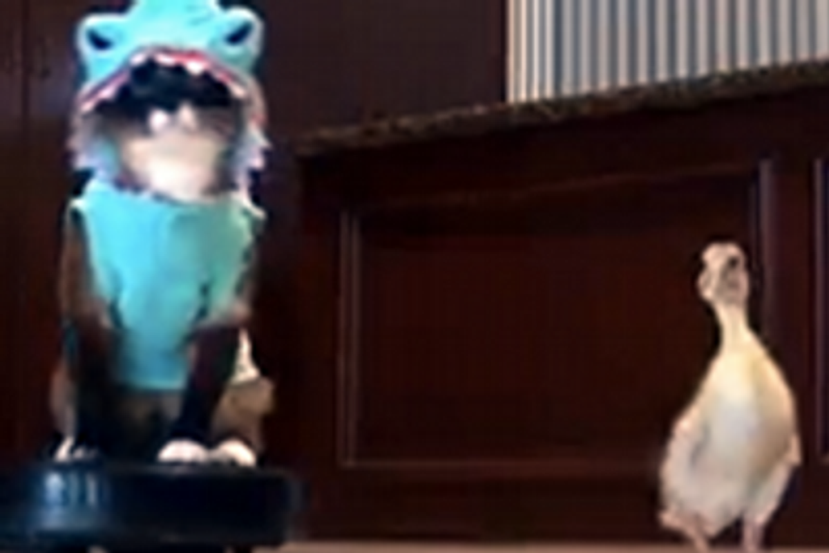 Shark Kitty and Duckling