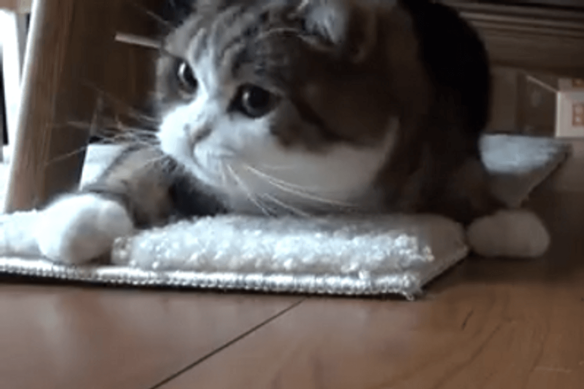 Maru Plays Under The Couch