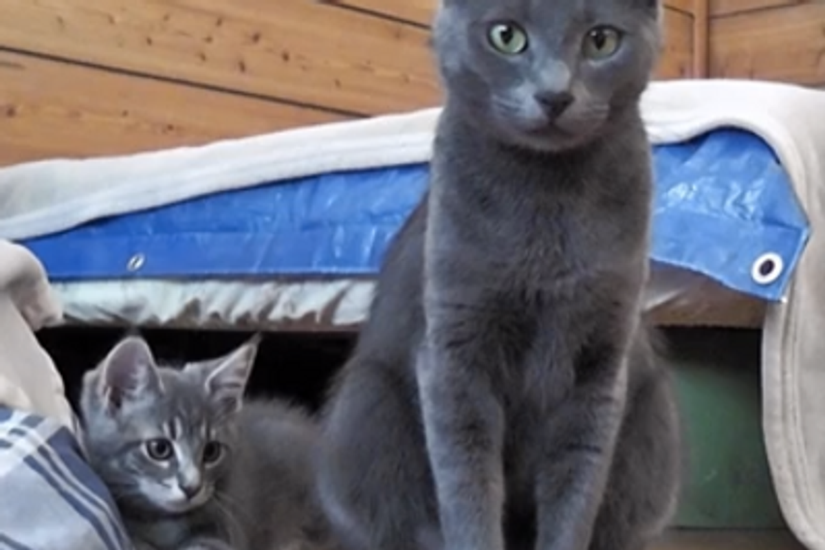 Kitten Scares Mama Cat