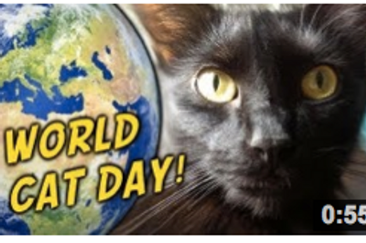 World Cat Day!