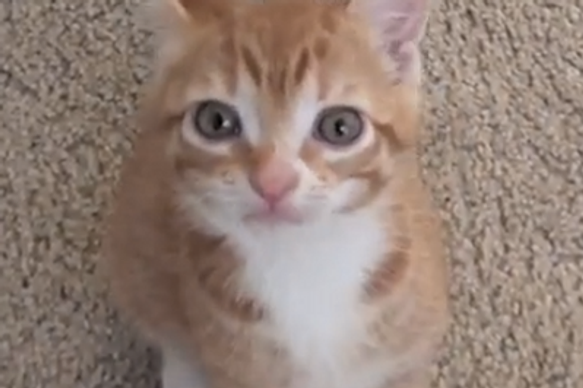 Meet Marmalade!
