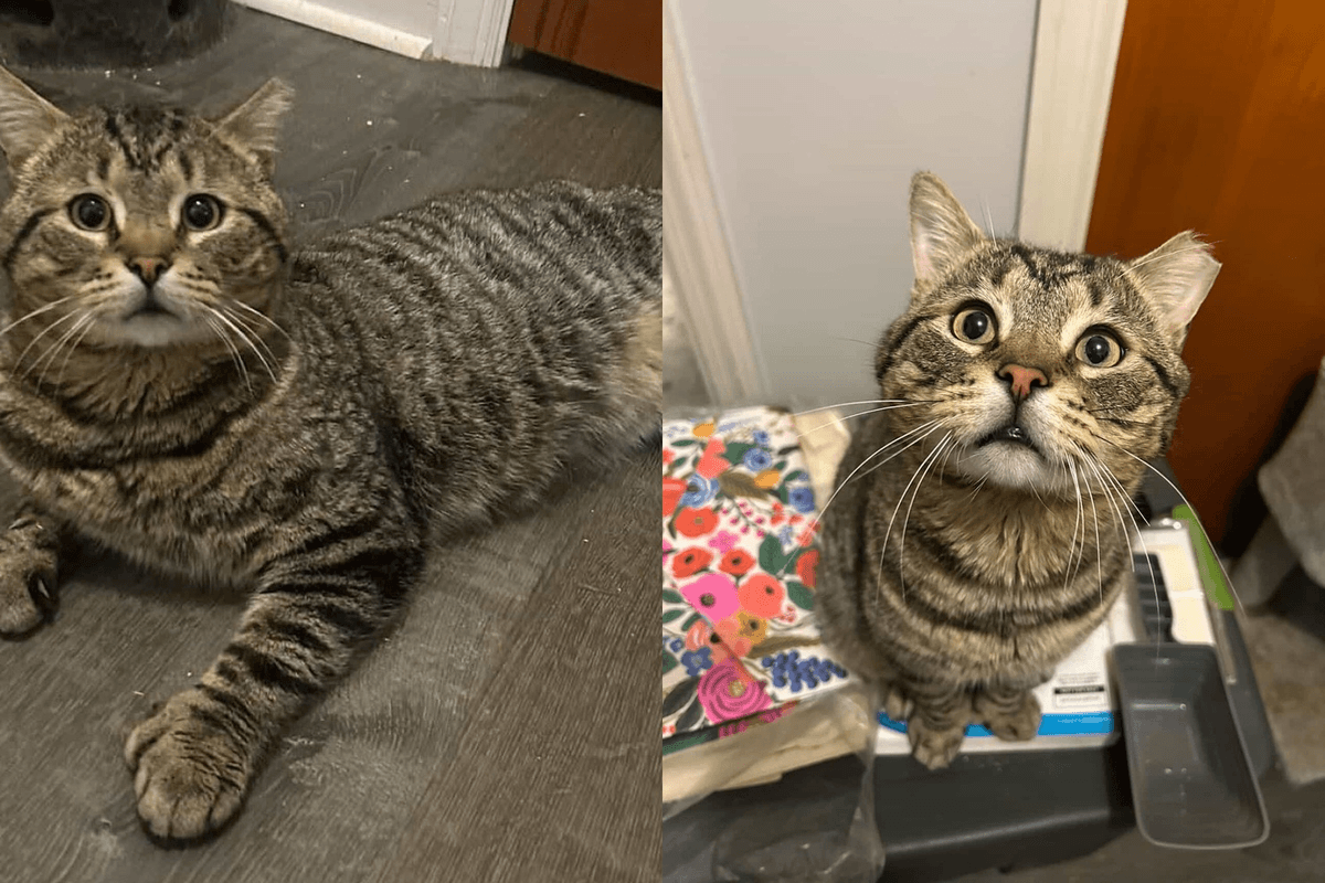 They Went to Rescue Feral Mother with Kittens and Found a Special Tom Cat in Need