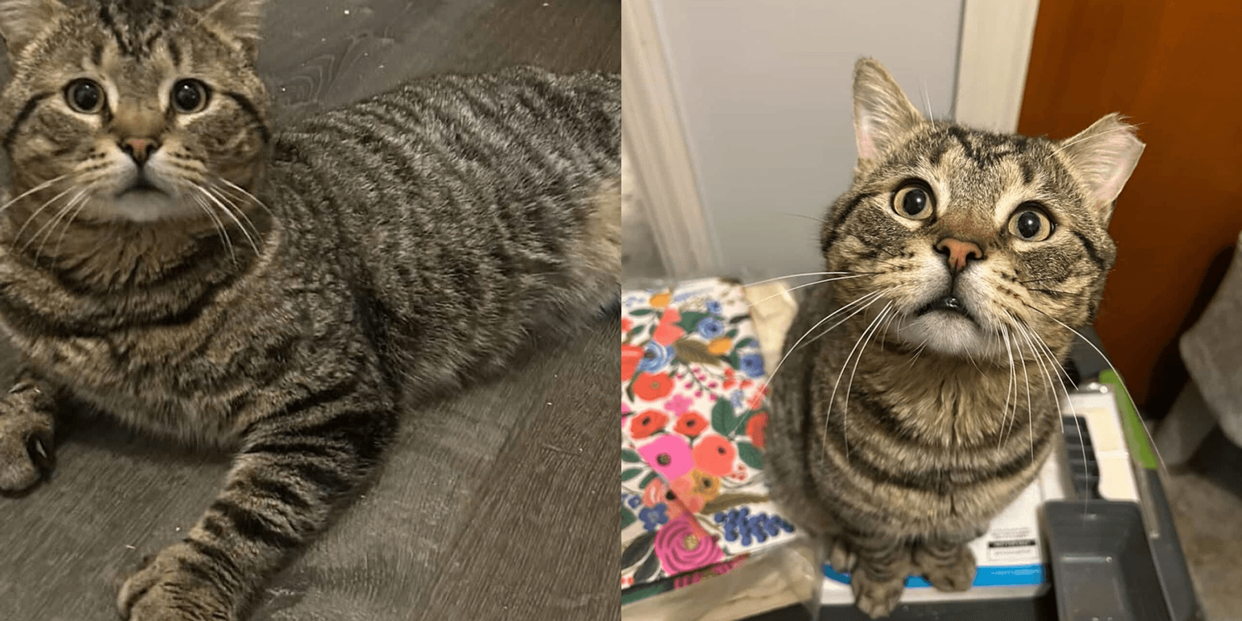 They Went to Rescue Feral Mother with Kittens and Found a Special They Went to Rescue Feral Mother with Kittens and Found a Special