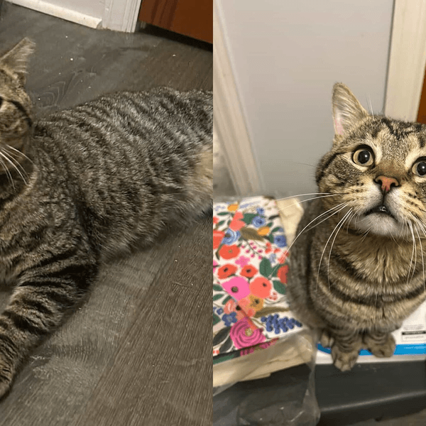 They Went to Rescue Feral Mother with Kittens and Found a Special Tom Cat in Need