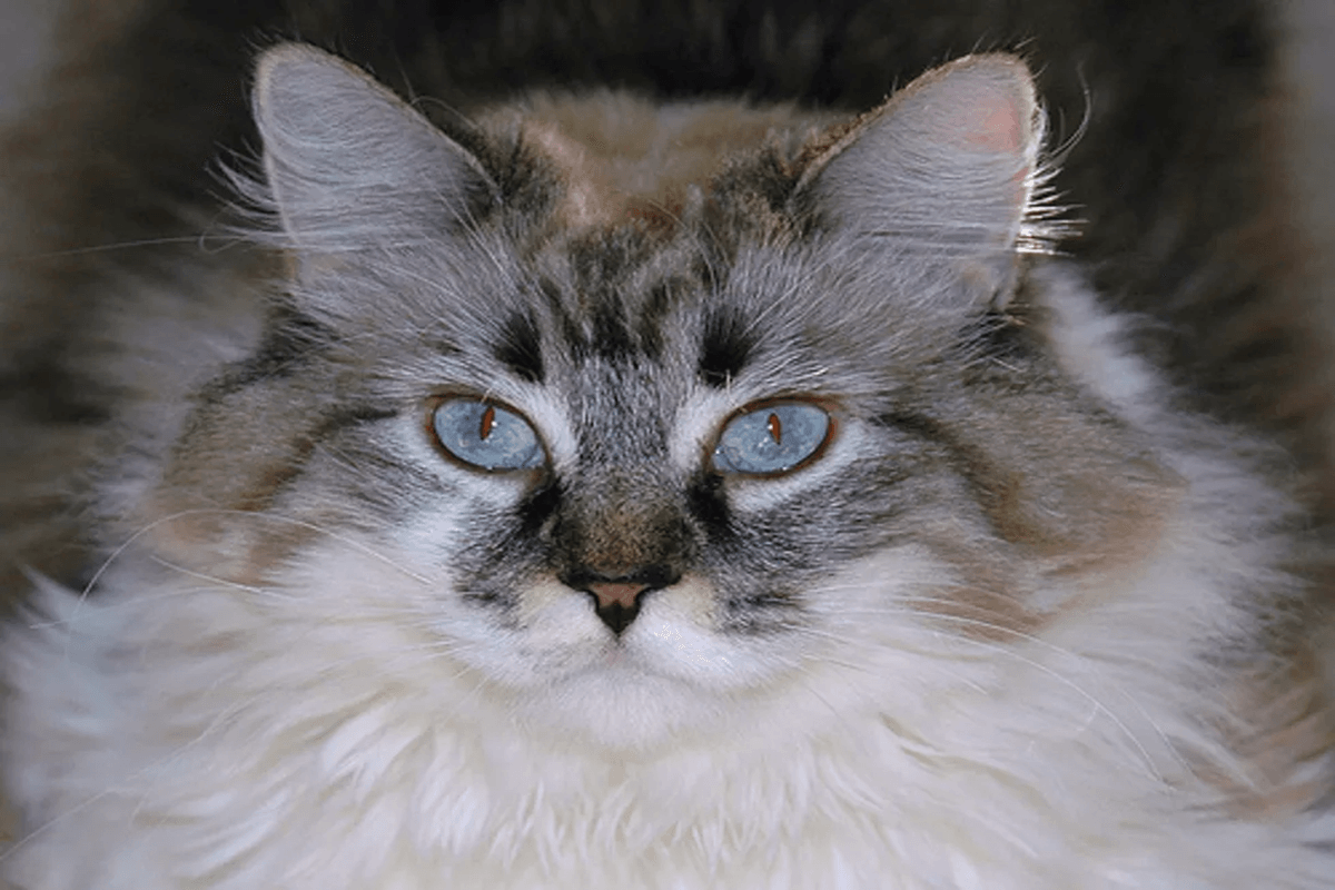 The Siberian Cat: Size, Coat, Temperament, and the Truth About Allergies