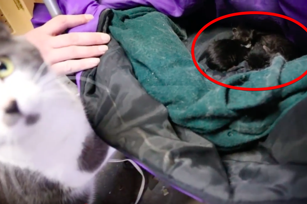 Family Mourning Their Pet Gets a Surprise from a Stray Cat in Their Garage...