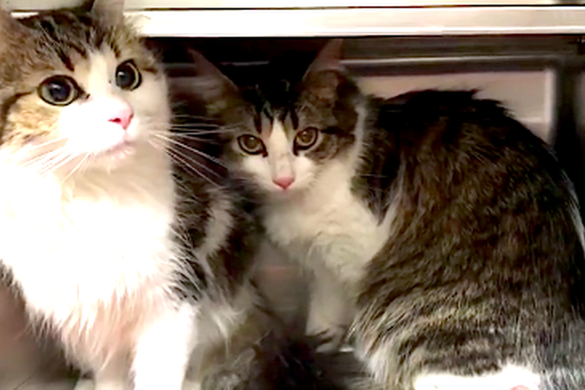 Bonded Cats Cling to Each Other for Comfort After They Were Given Up to Shelter.. (with Updates)