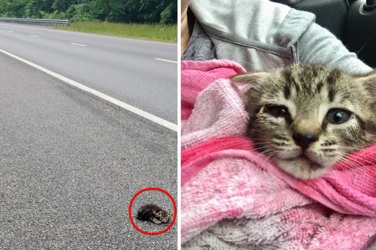 Woman Saves Kitten Lying on Highway Despite Getting a Ticket...