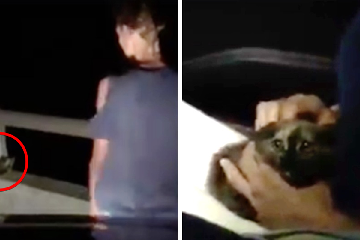 Couple Went Back Twice To Find Kitten on Bridge and Refused to Leave without Her...