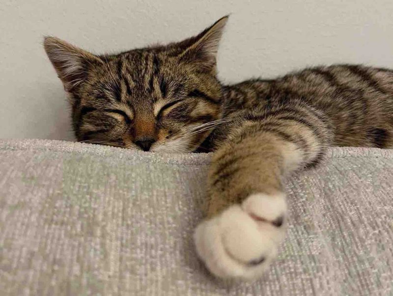 indoor kitten sleeping