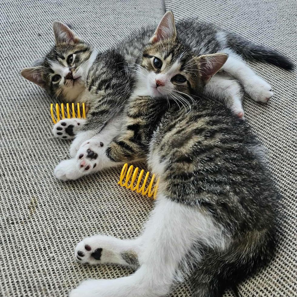 inseparable bonded cats