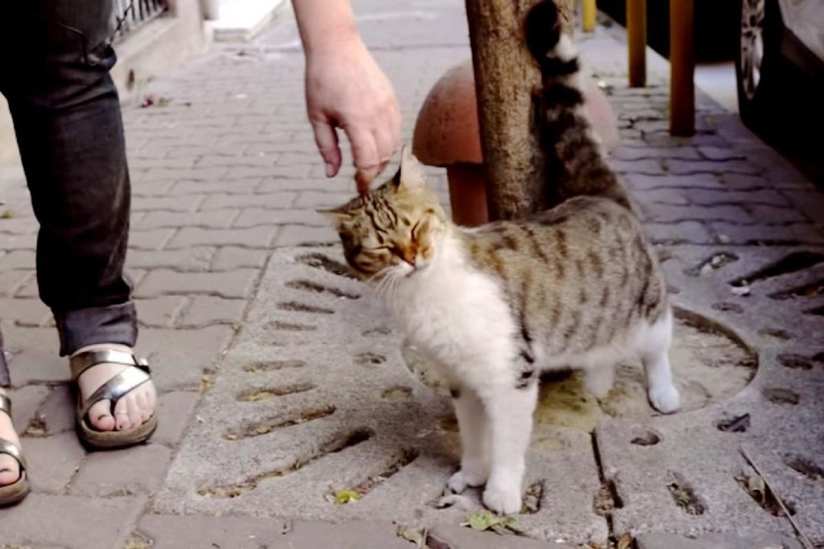 Instabul city cats are king