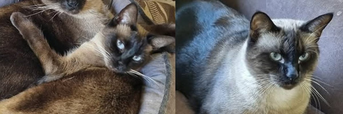 Two Cats Found Wary of the World and Alone on the Street Are Shy Apart, but Somehow a Team Together