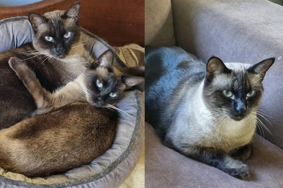 Two Cats Found Wary of the World and Alone on the Street Are Shy Apart, but Somehow a Team Together