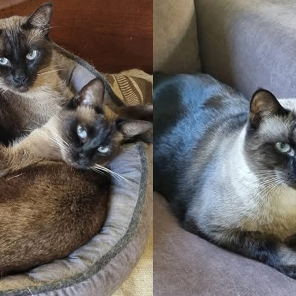 Two Cats Found Wary of the World and Alone on the Street Are Shy Apart, but Somehow a Team Together