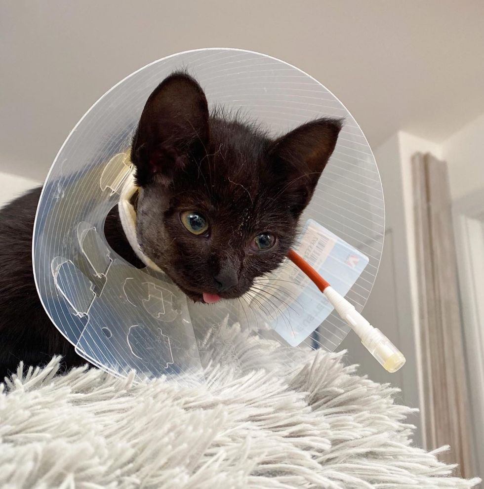 jaw kitten surgery