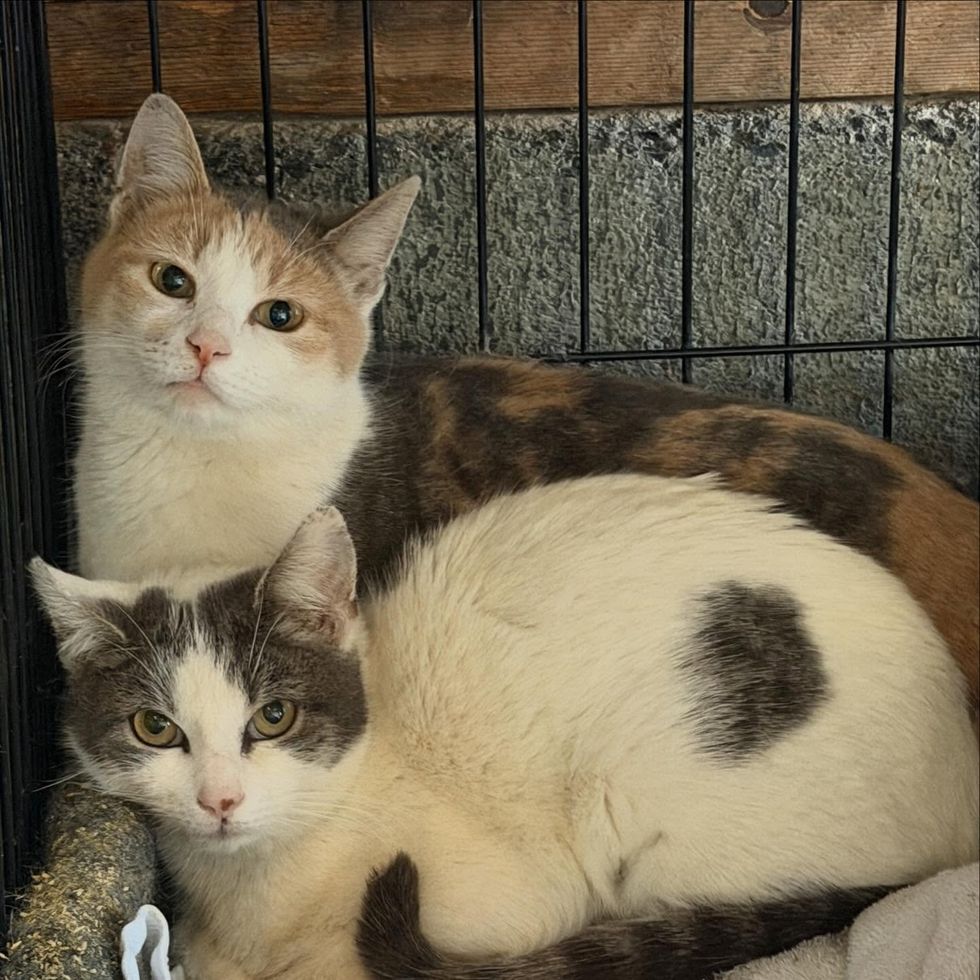 Jetta and Lexus in cage, both looking at camera, early rescue days