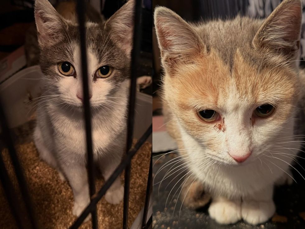 Jetta close-up with eye infection and Lexus in cage