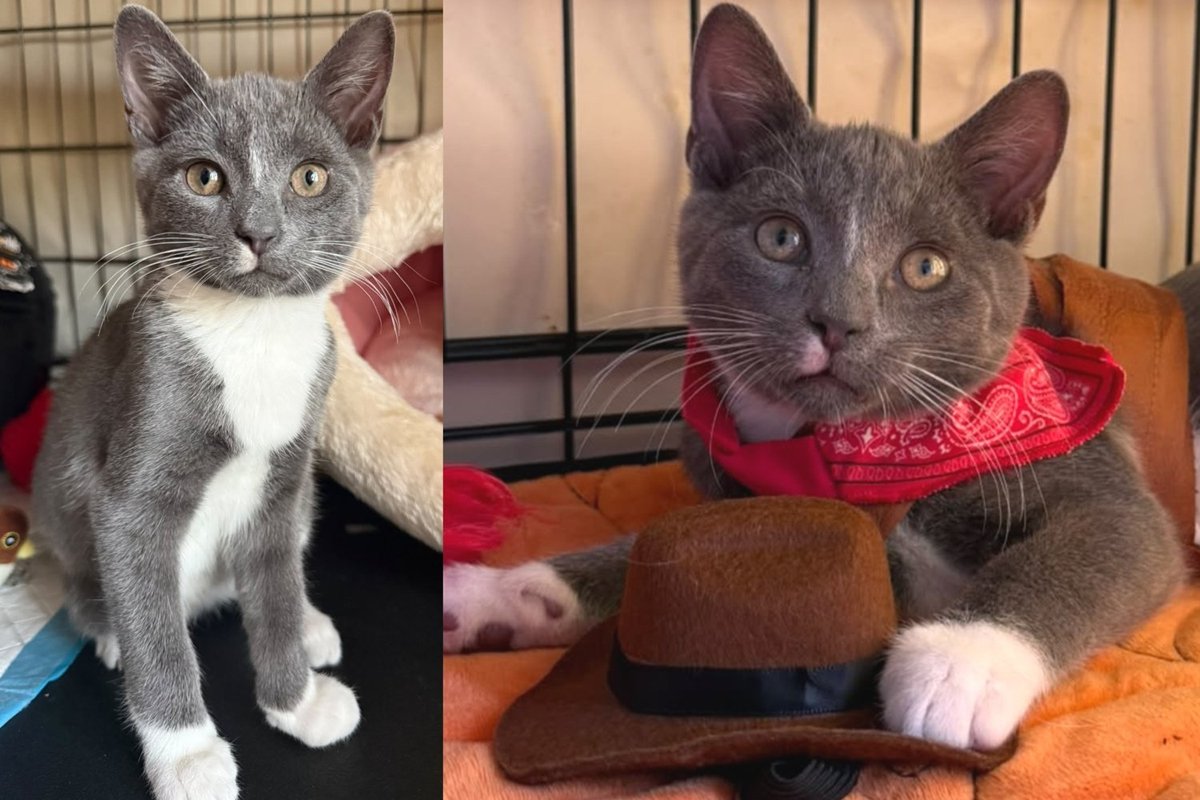 Tiny Kitten Left Outside Kept Pawing at a Glass Door, and the Day It Opened, He Finally Got to Be a Baby