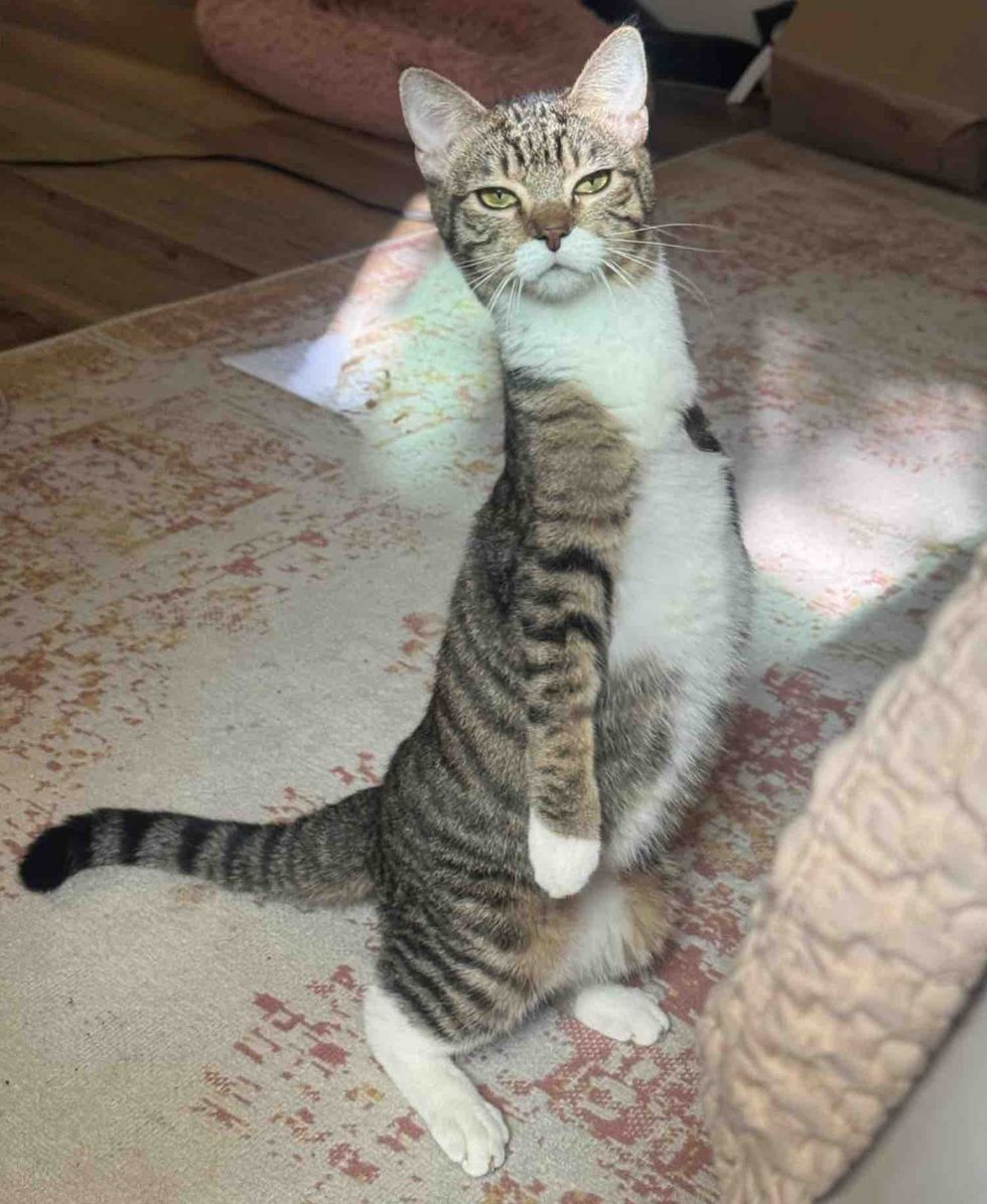 kangaroo kitty standing