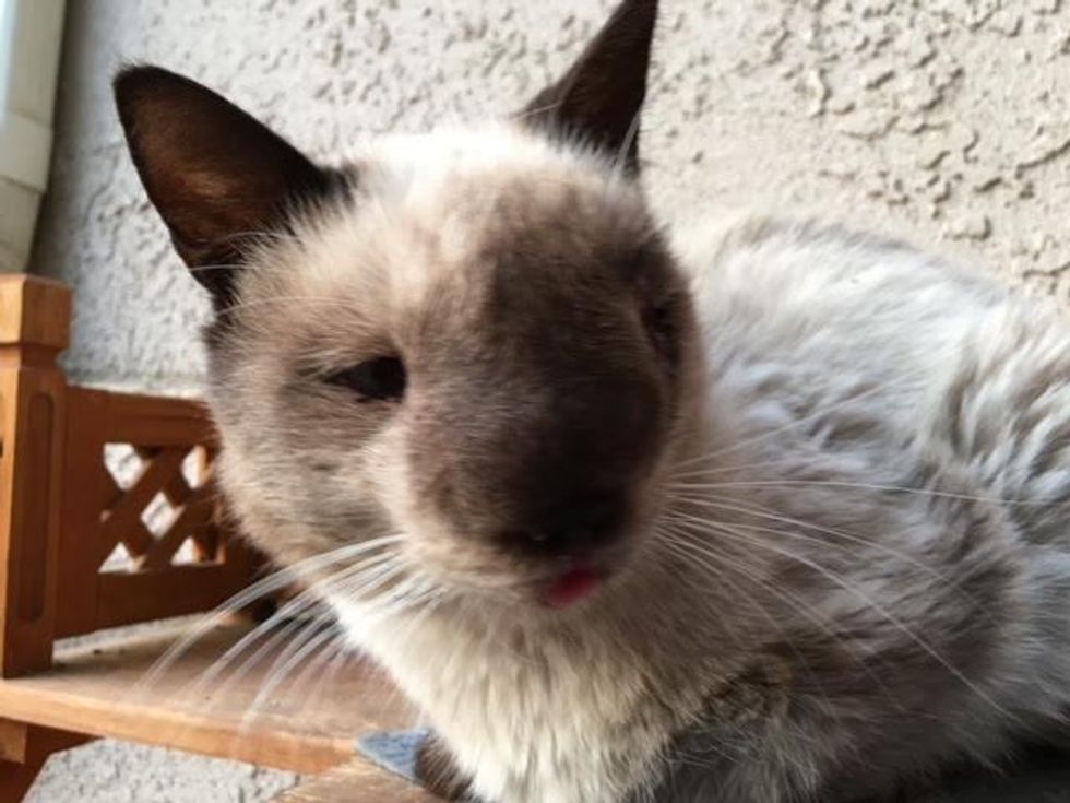 khy, cat, special needs, nose, sweet face, stray